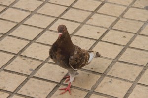 IMG_8152