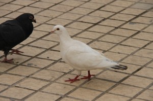 IMG_8155