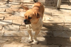 IMG_8359