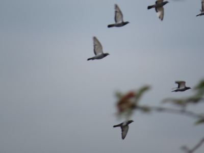 046IMG_2133