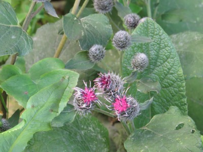 075IMG_2387