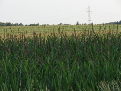 089IMG_2397