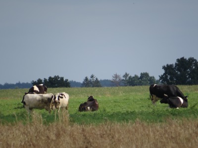 115IMG_2187