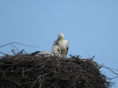 256164IMG_2227