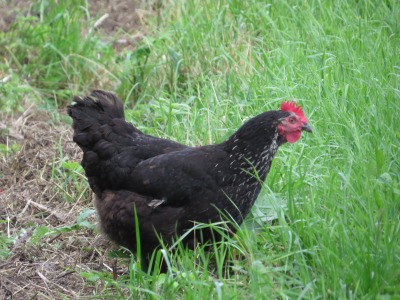 263173IMG_2236
