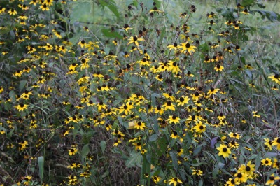006IMG_5774