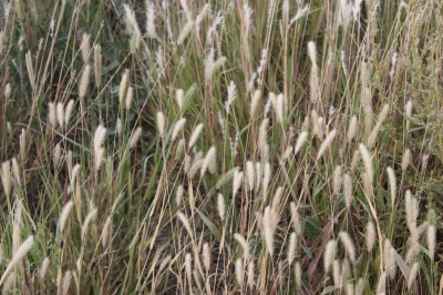 061IMG_7344