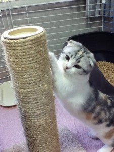 neko
