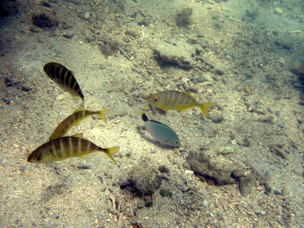 P8073202