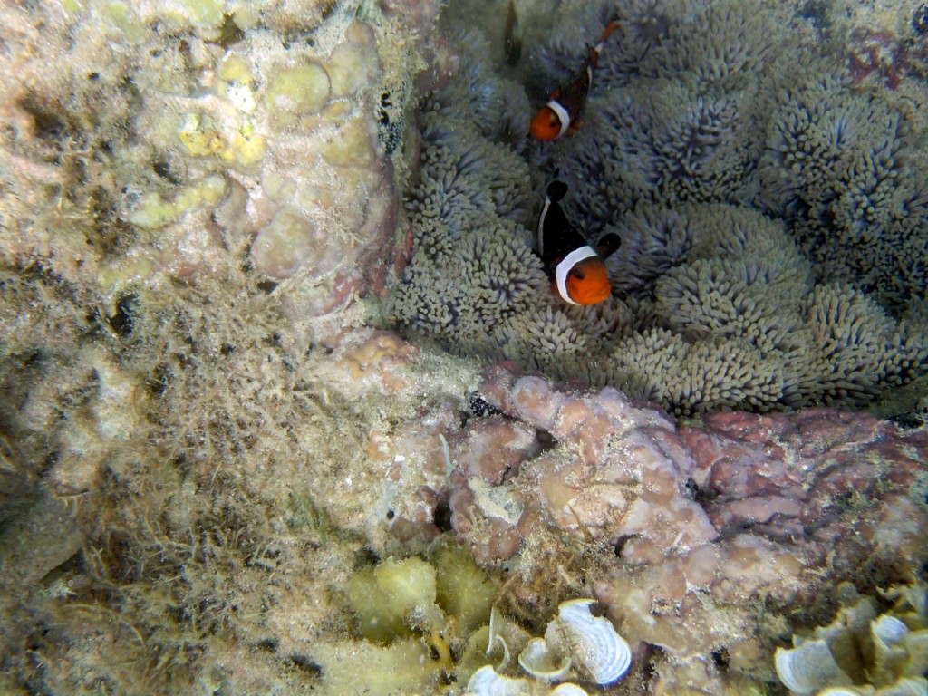 P8073237